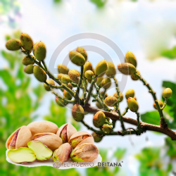 PISTACHERO C-ESPECIAL (MACHO) (Fruto)