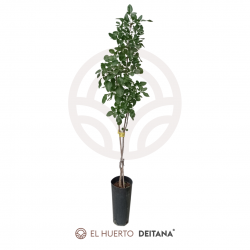 PISTACHERO C-ESPECIAL (MACHO) (maceta de 22 cm de Ø)