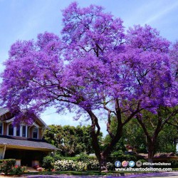 PAULOWNIA TOMENTOSA (Imperial Paulonia) KIRI in pot
