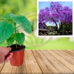 PAULOWNIA TOMENTOSA (Imperial Paulonia) KIRI in pot
