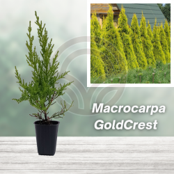 Cipres Leylandi - Cipres Leyland on a platter - Cupressus Leylandii