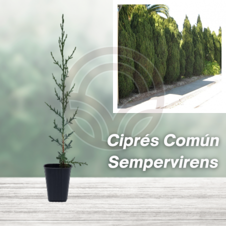 CIPRES COMUN en Cepellón (Cupressus Sempervirens)