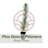 PINO PINNERO DONCEL from 25 to 35cm (PINUS PINEA)