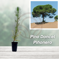 PINO PINNERO DONCEL from 25 to 35cm (PINUS PINEA)