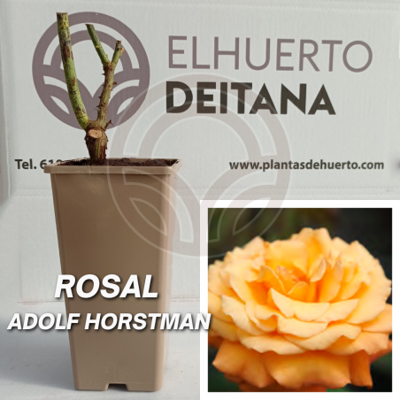Rosal amarillo - Comprar rosal amarillo
