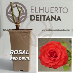 Rosal Red Devil
El Huerto Deitana ®