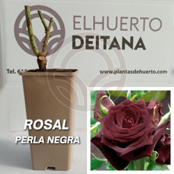 copy of GERANIO (Pelargonium x hortorum)