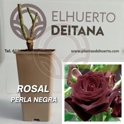 Rosal Perla Negra
El Huerto Deitana ®