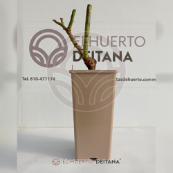 Rosal Black Perfumella - El Huerto Deitana ®
