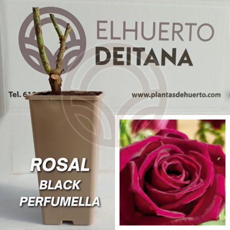 Rosal Black Perfumella
El Huerto Deitana ®