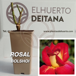 Rosal Bolshoi
El Huerto Deitana ®