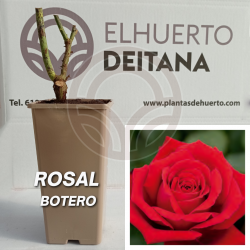 Rosal Botero
El Huerto Deitana ®