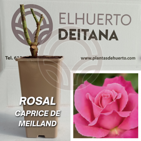 Rosal Caprice de Meilland
El Huerto Deitana ®