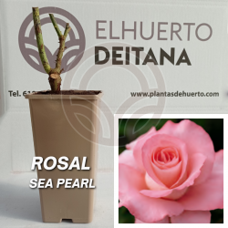 Rosal Sea Pearl
El Huerto Deitana ®