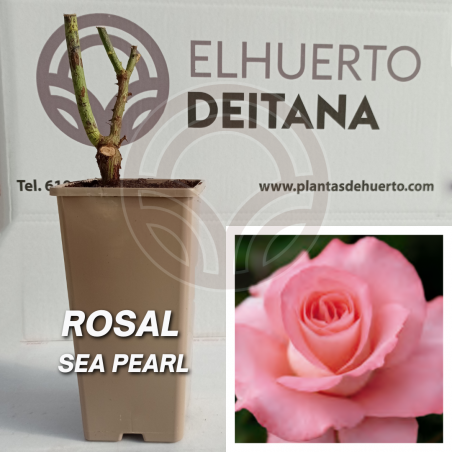 Rosal Sea Pearl
El Huerto Deitana ®