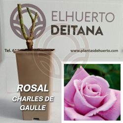 Rosal Charles de Gaulle
El Huerto Deitana ®