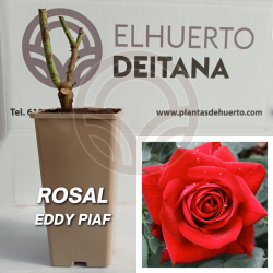 Rosal Eddy Piaf
El Huerto Deitana ®