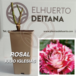 Rosal Julio Iglesias
El Huerto Deitana ®
