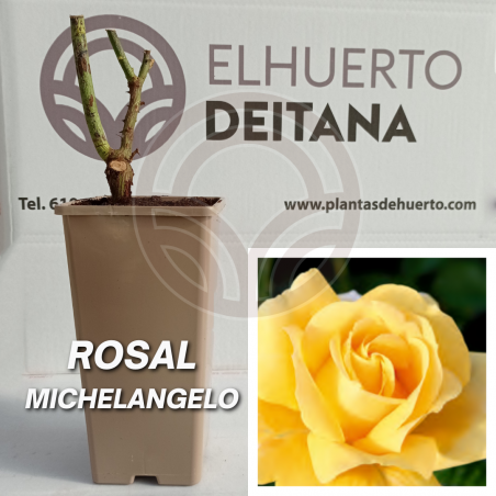 Rosal Michelangelo
El Huerto Deitana ®