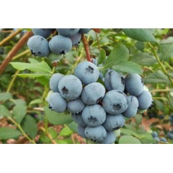 Planta de Arándano Azul - El Huerto Deitana ®