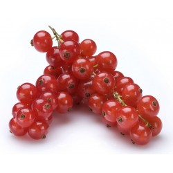 Raspberry plant in pot - Frambueso in pot - raspberry plant