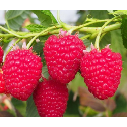 Raspberry plant in pot - Frambueso in pot - raspberry plant