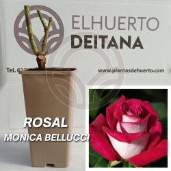 Rosal Mónica Bellucci
El Huerto Deitana ®