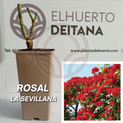 Rosal La Sevillana
El Huerto Deitana ®