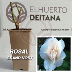 ROSAL GRAND NORT