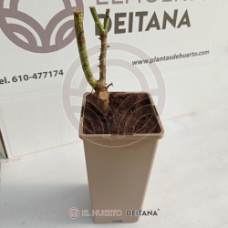 Rosal Reed Chooser - El Huerto Deitana ®