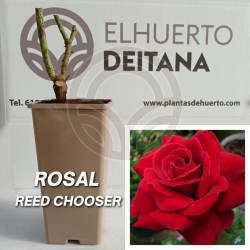 Rosal Reed Chooser
El Huerto Deitana ®