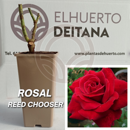 Rosal Reed Chooser
El Huerto Deitana ®