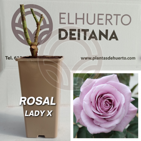 Rosal Lady X
El Huerto Deitana ®