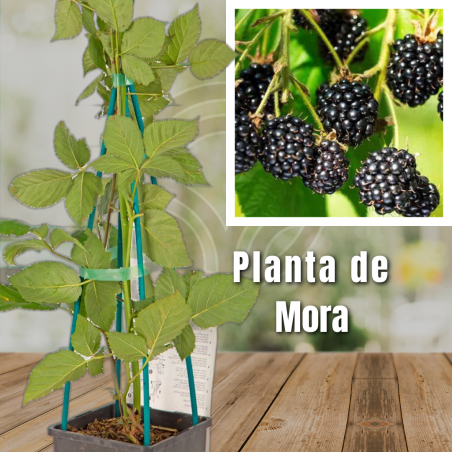 Raspberry plant in pot - Frambueso in pot - raspberry plant