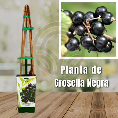 Planta de Grosella Negra - El Huerto Deitana ®