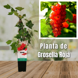 Raspberry plant in pot - Frambueso in pot - raspberry plant