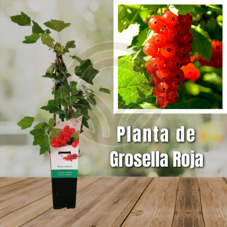Planta de Grosella Roja
El Huerto Deitana ®