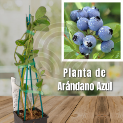 Planta de Arándano Azul
El Huerto Deitana ®