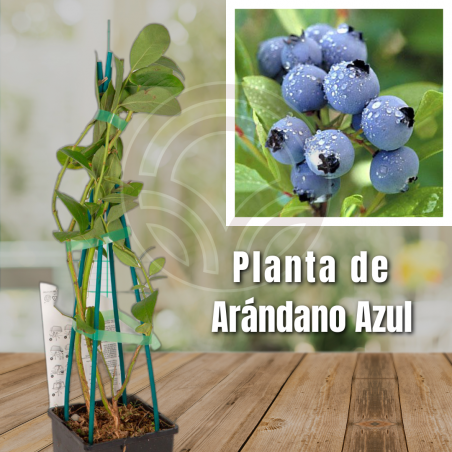 Planta de Arándano Azul
El Huerto Deitana ®