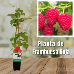Planta de Frambuesa Roja
El Huerto Deitana ®