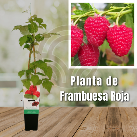 Planta de Frambuesa Roja
El Huerto Deitana ®
