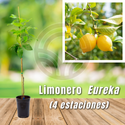 Lemon tree eureka - Lemon tree four seasons