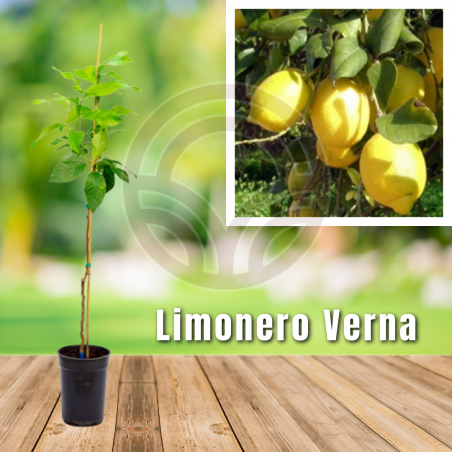 Lemon tree eureka - Lemon tree four seasons
