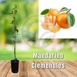 MANDARINO CLEMENULES