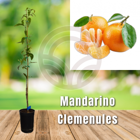 MANDARINO CLEMENULES