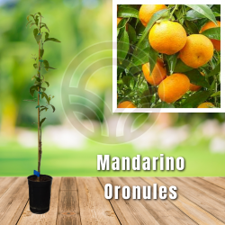 MANDARINO ORONULES