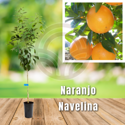 Naranjo Navelina in pot - Oranges in pot