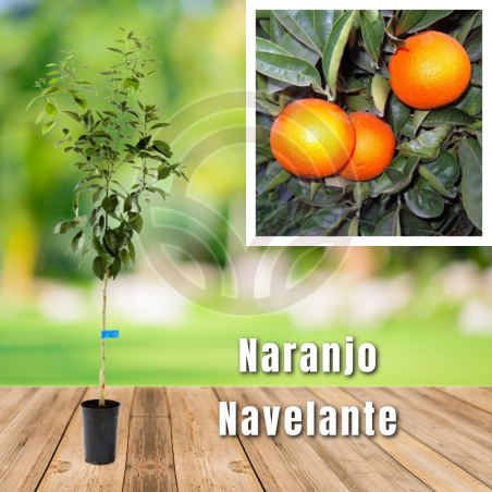 NARANJO NAVELATE
