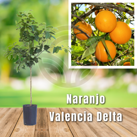 Naranjo Valencia Delta
El Huerto Deitana ®