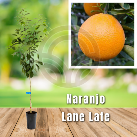 NARANJO LANE LATE